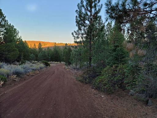 Corner Lot, Mature Trees 1