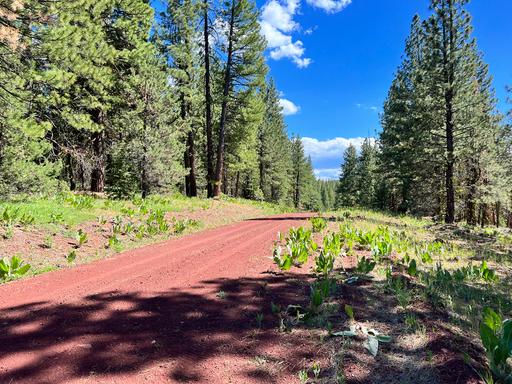 Nearly an Acre, Smooth Dirt Road 1