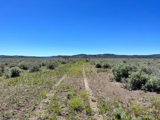 1 Hour from Susanville, Nice 20 Acres 1