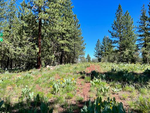 Open, Flat Meadows 1
