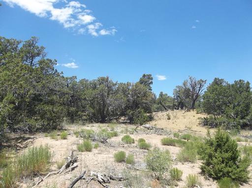 Mature Trees with Open Spaces 1