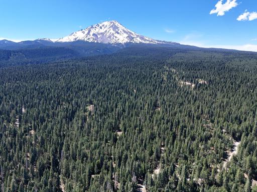 Great Wooded Lot near Mt. Shasta 1