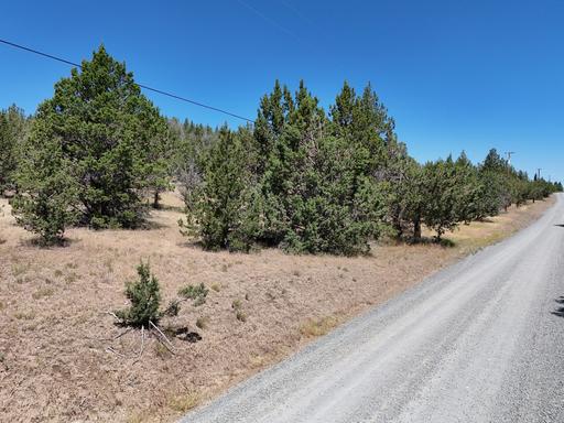 Great Location, Mostly Trees 1