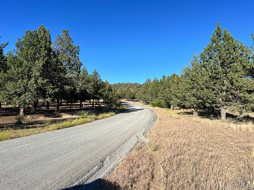 Scattered Trees with Open Clearings 1