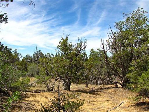 Near Ramah NM 1