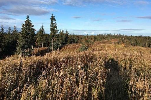 Alaska Lakefront Forest Knolls Kenai 1