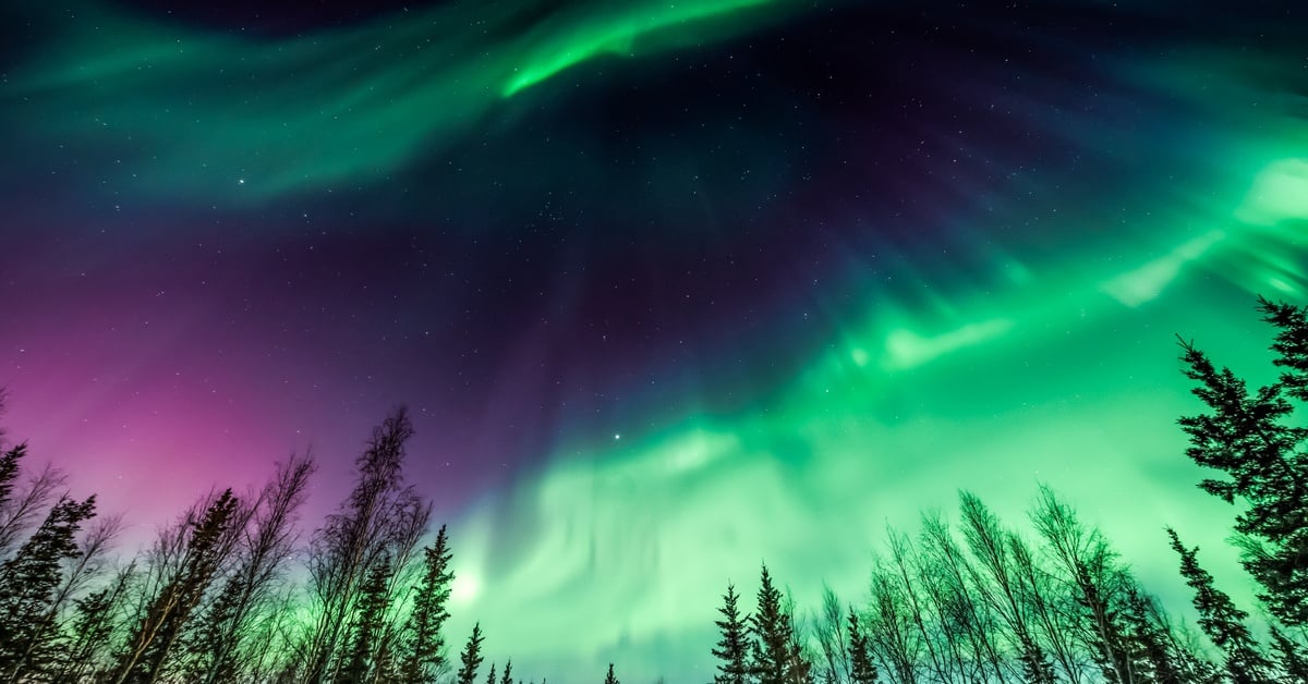 Looking up at green and purple Aurora Borealis at night. The lights are above several tall and thin pine trees.