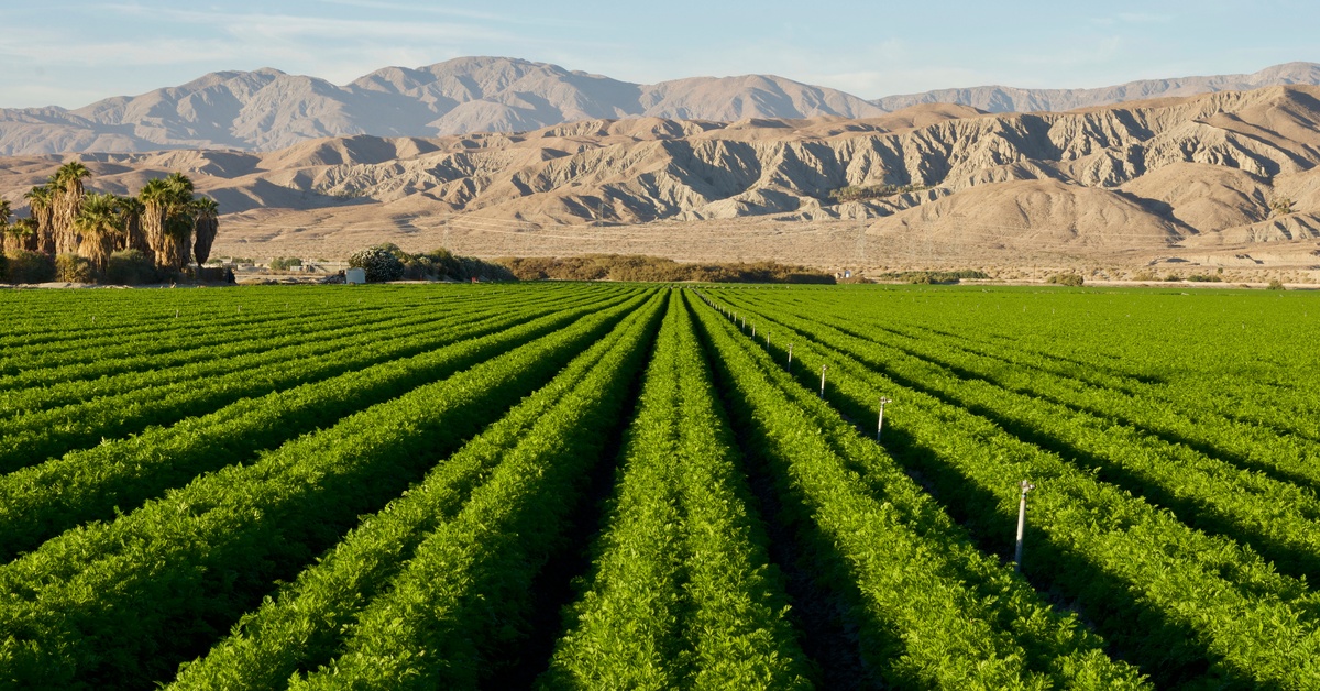 A very large farm in California with multiple rows of plants. There are towering sand dunes behind the farm.