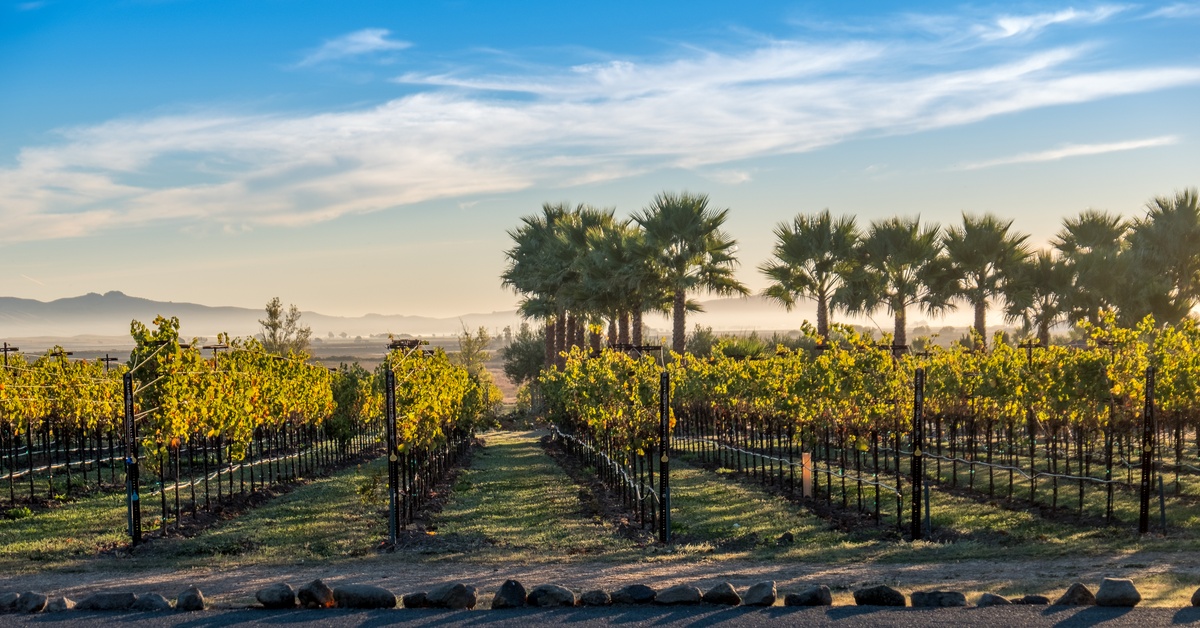 A vineyard with multiple rows of trellises lined up next to each other. There are palm trees behind the farm.