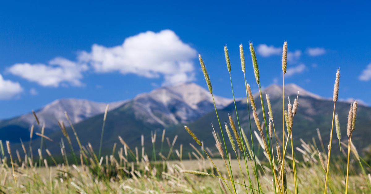 A closeup of some tall cattails. Behind the cattails is a large, snowcapped mountain range and a blue sky.