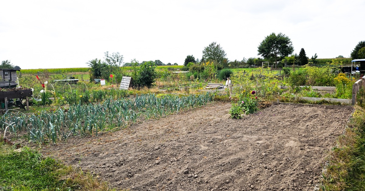 A small off-grid farm plot. There are several green stalks pushing up from the tilled soil around them.