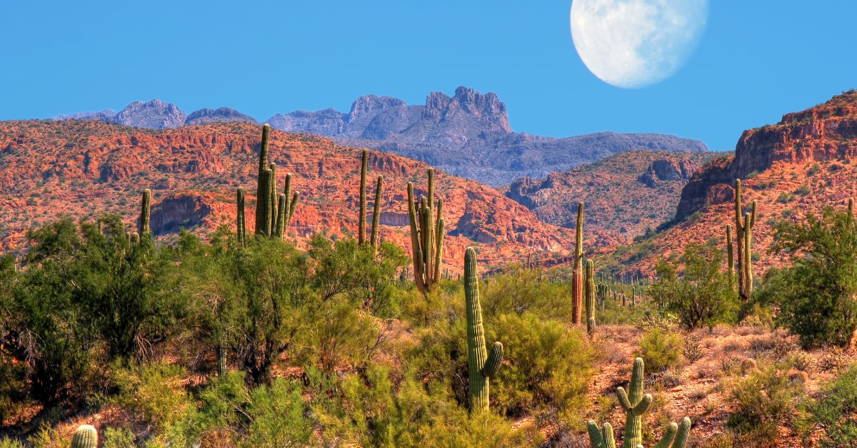A desert landscape in the morning. There are multiple cacti, red mountains, and the moon in the background.