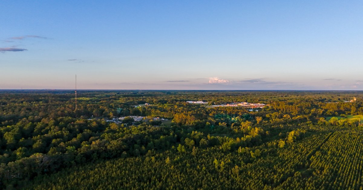 An aerial view of a natural forested landscape in Florida. The trees are lit up by the sunrise off to one side.