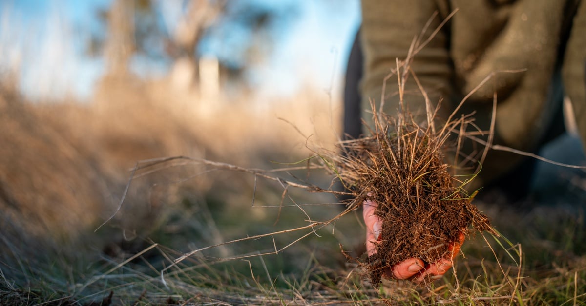 A person wearing a green sweater and holding a ball of soil, roots and grass. The sky behind them is bright blue.