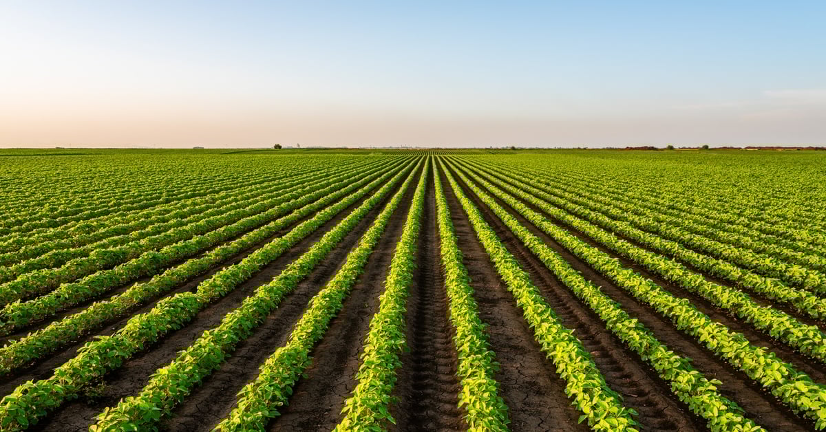 A large plot of land extending for miles with multiple crop rows growing green plants. The sky is blue above.