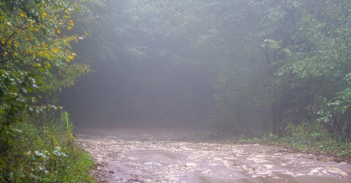 Muddy wide path covered in water and fallen leaves surrounded by tall trees and bushes, with rain pouring down.
